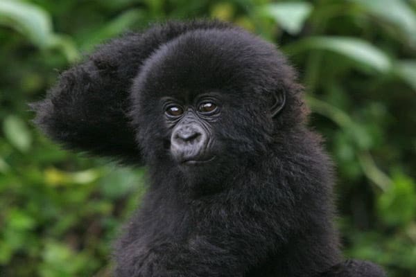 15-Gorilla