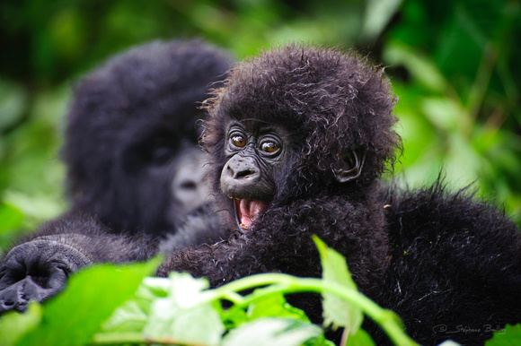 Mountain-Gorilla-Baby